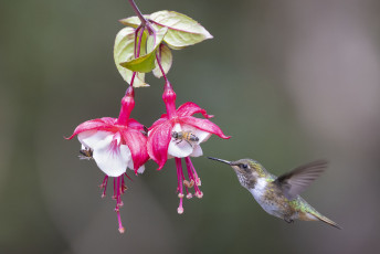 Volcano Hummingbird