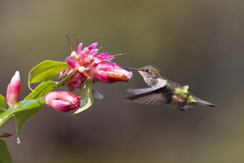 Volcano Hummingbird
