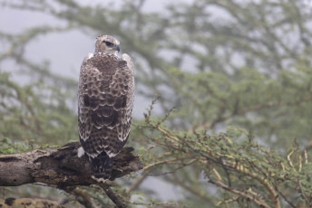 Martial Eagle