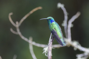 Lesser Violetear