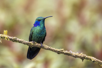 Lesser Violetear