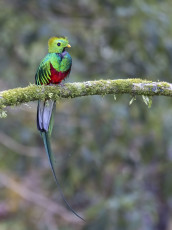 Resplendent Quetzal