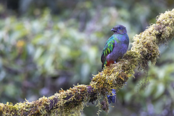 Resplendent Quetzal
