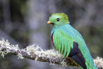 Resplendent Quetzal