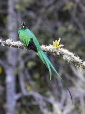 Resplendent Quetzal