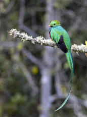 Resplendent Quetzal