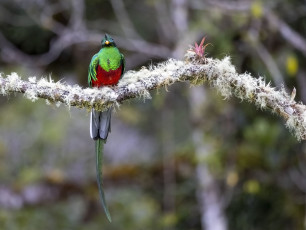 Resplendent Quetzal