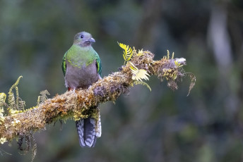 Resplendent Quetzal