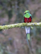 Resplendent Quetzal