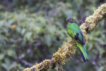Resplendent Quetzal