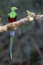 Resplendent Quetzal