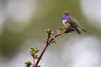 Volcano Hummingbird