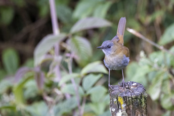 Black-billed Nightingale-Thrush