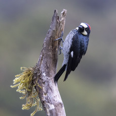 Acorn Woodpecker