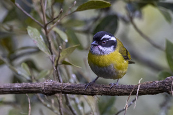 Sooty-capped Chlorospingus
