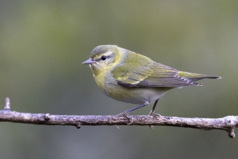 Tennessee Warbler