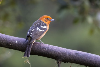 Fmale-colored Tanager