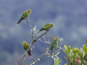 Sulphur-winged Parakeet