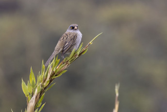 Volcano Junco