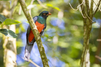 Slaty-tailed Trogon