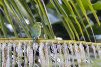 Orange-chinned Parakeet