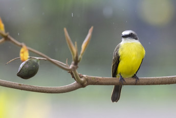 Gray-capped Flycatcher
