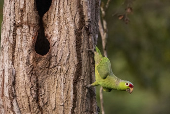 Red-lored Amazon