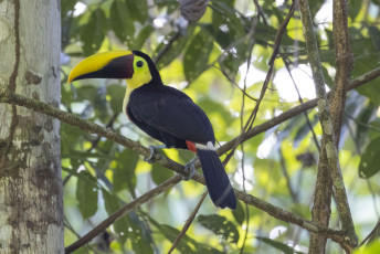 Yellow-throated Toucan