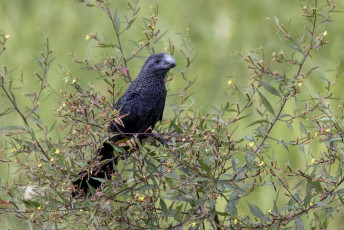 Smooth-billed Ani