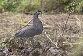 Bare-throated Tiger-Heron