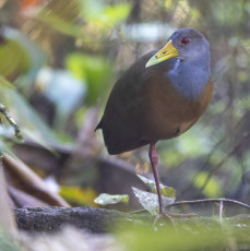 Gray-cowled Wood-Rail
