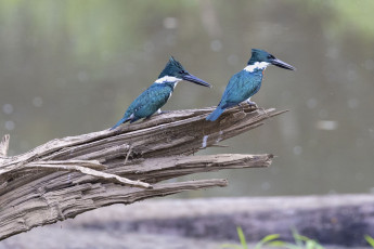 Amazon Kingfishers