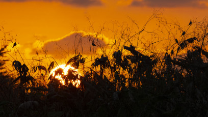 Sunset and Flycatchers