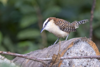 Rufous-backed Wren