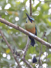 Turquoise-browed Motmot