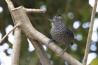 Barred Antshrike