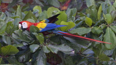Scarlet Macaw