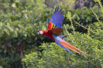 Scarlet Macaw