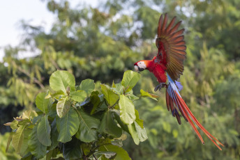 Scarlet Macaw