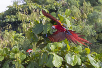Scarlet Macaw