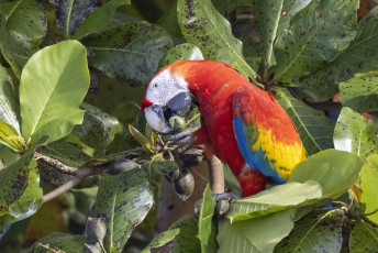 Scarlet Macaw