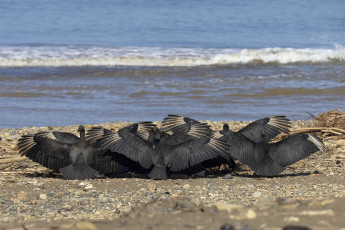 Black Vultures