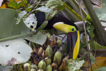 Yellow-throated Toucan