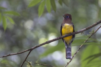 Northern Black-throated Trogon