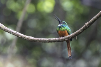 Rufous-tailed Jacamar