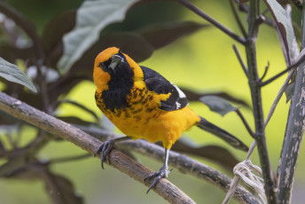 Spot-breasted Oriole