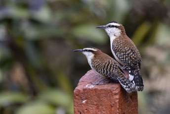 Rufous-backed Wren