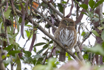 Ferruginous Pygmy-Owl