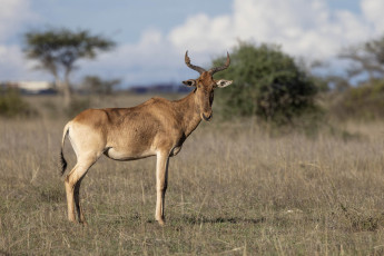 Hartebeest