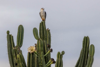 Black-winged Kite